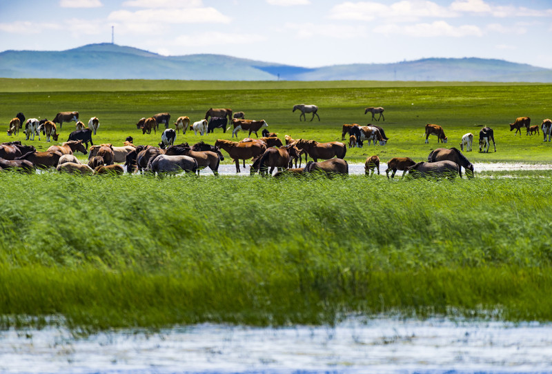 内蒙古,自然奇观与草原文化的交融圣地